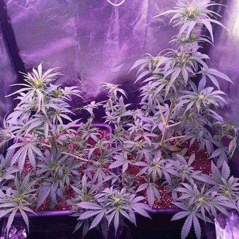 Auto Wembley #1 growlog timeline photo