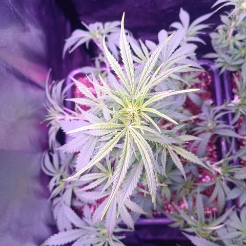 Auto Wembley #2 growlog timeline photo