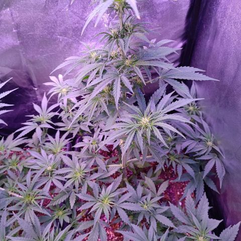 Auto Wembley #1 growlog timeline photo