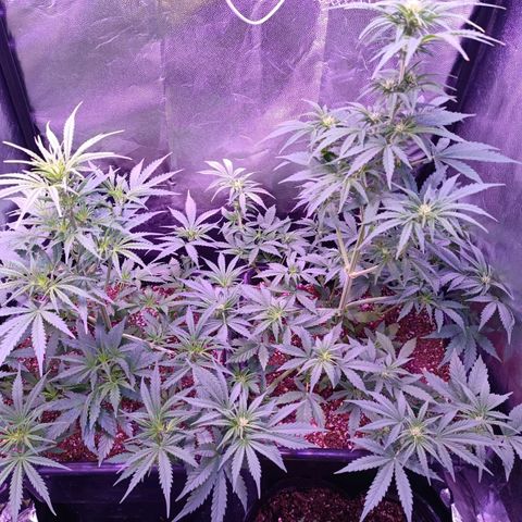 Auto Wembley #1 growlog timeline photo
