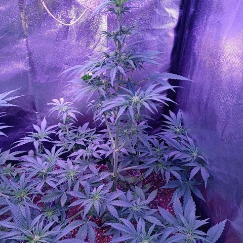 Auto Wembley #1 growlog timeline photo