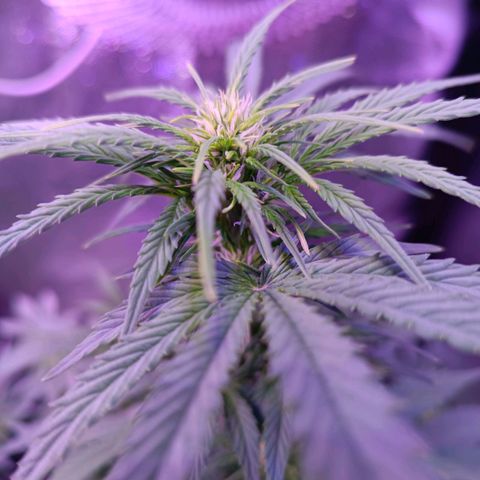 Auto Wembley #1 growlog timeline photo