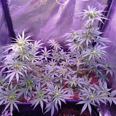 Auto Wembley #2 growlog timeline photo