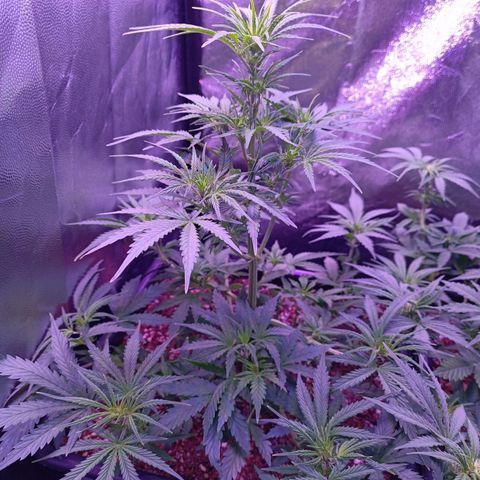 Auto Wembley #2 growlog timeline photo