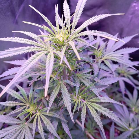 Auto Wembley #2 growlog timeline photo