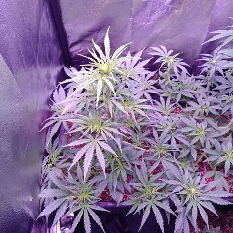 Auto Wembley #2 growlog timeline photo