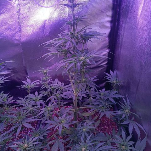 Auto Wembley #1 growlog timeline photo