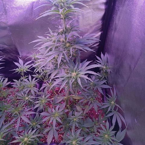Auto Wembley #1 growlog timeline photo