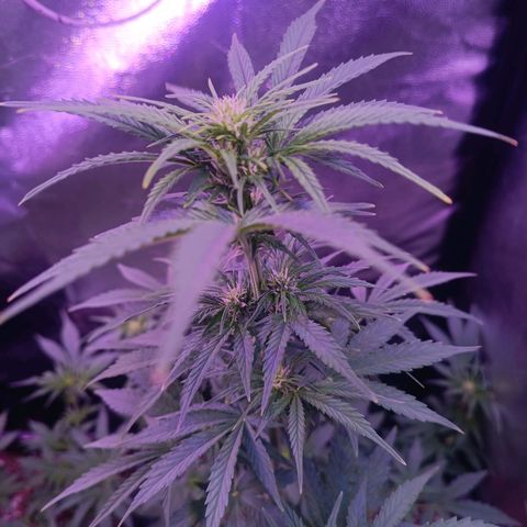 Auto Wembley #1 growlog timeline photo