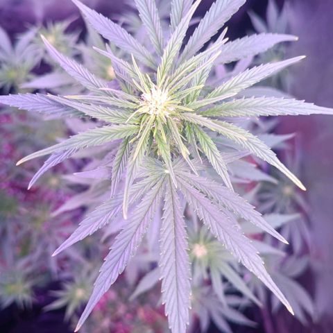 Auto Wembley #1 growlog timeline photo