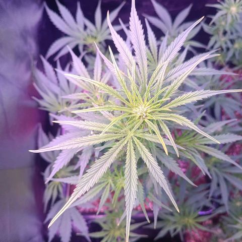 Auto Wembley #2 growlog timeline photo
