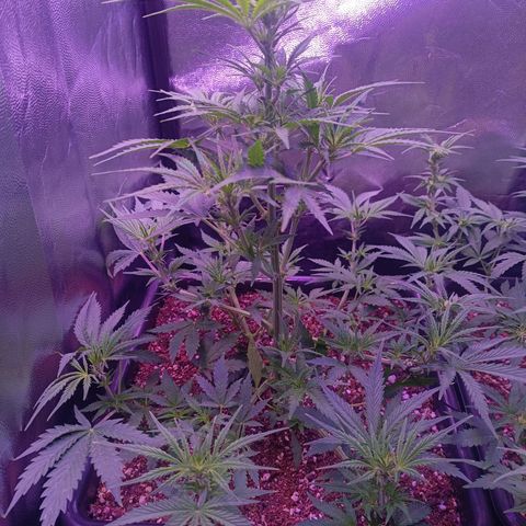 Auto Wembley #2 growlog timeline photo