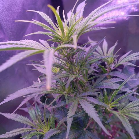 Auto Wembley #2 growlog timeline photo