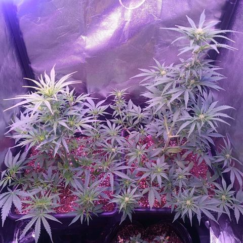 Auto Wembley #2 growlog timeline photo