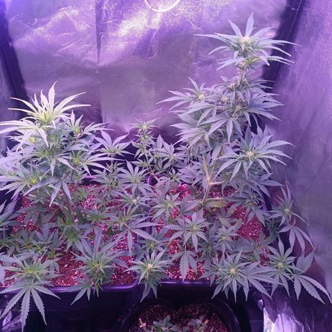Auto Wembley #1 growlog timeline photo
