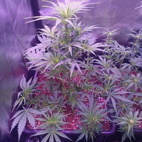 Auto Wembley #2 growlog timeline photo