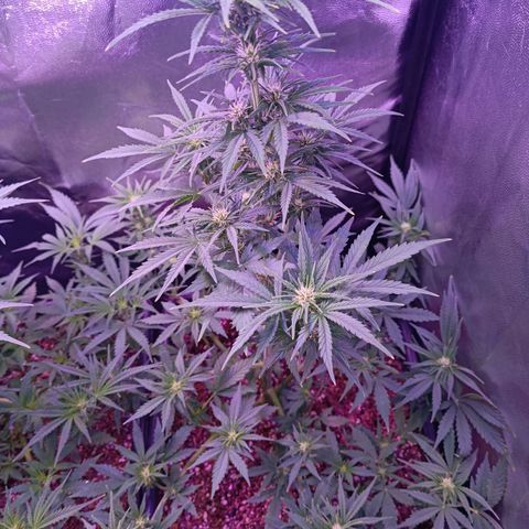 Auto Wembley #1 growlog timeline photo