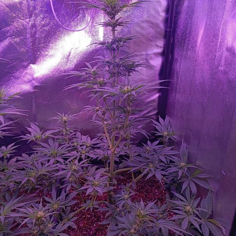 Auto Wembley #1 growlog timeline photo