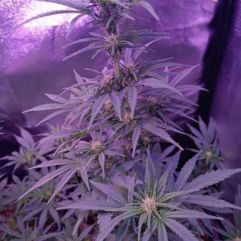 Auto Wembley #1 growlog timeline photo