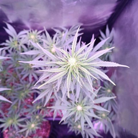 Auto Wembley #1 growlog timeline photo