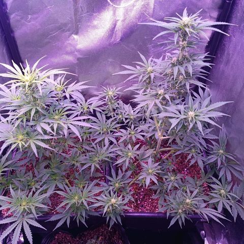 Auto Wembley #1 growlog timeline photo