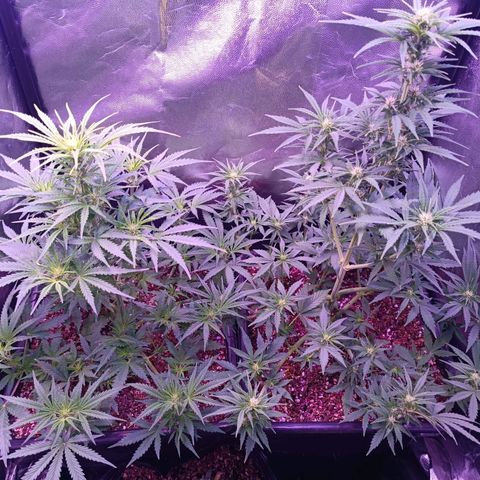 Auto Wembley #2 growlog timeline photo