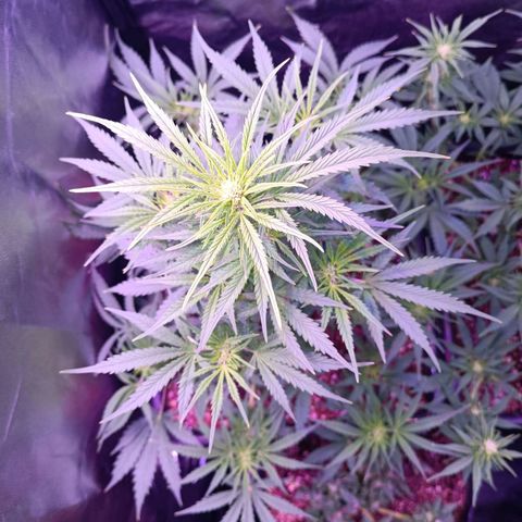 Auto Wembley #2 growlog timeline photo