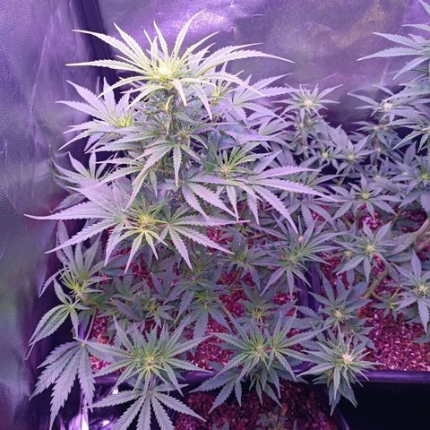 Auto Wembley #2 growlog timeline photo