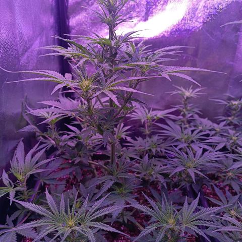 Auto Wembley #2 growlog timeline photo