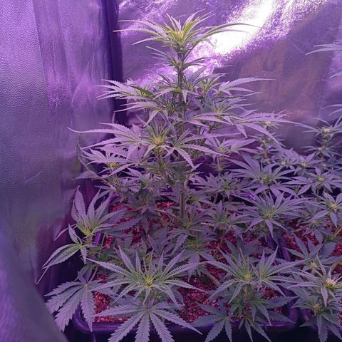 Auto Wembley #2 growlog timeline photo