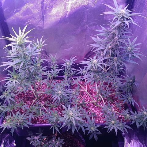 Auto Wembley #1 growlog timeline photo