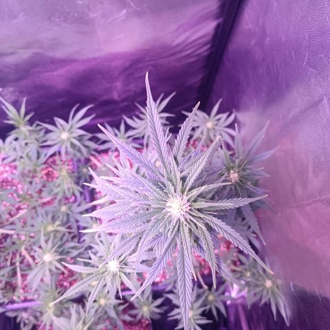 Auto Wembley #1 growlog timeline photo