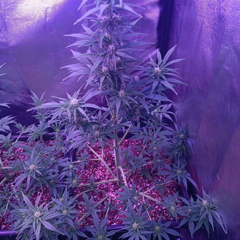 Auto Wembley #1 growlog timeline photo