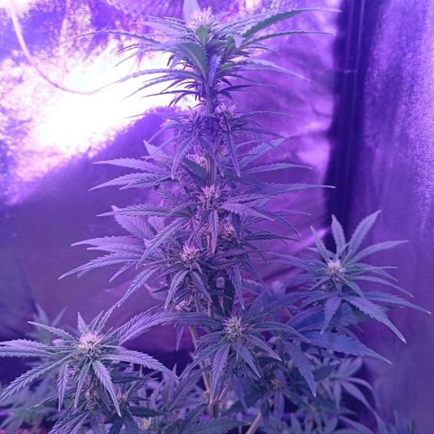 Auto Wembley #1 growlog timeline photo