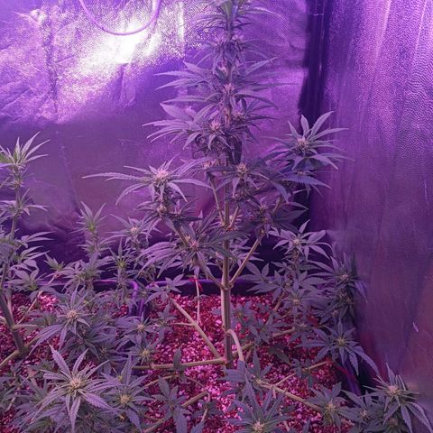 Auto Wembley #1 growlog timeline photo