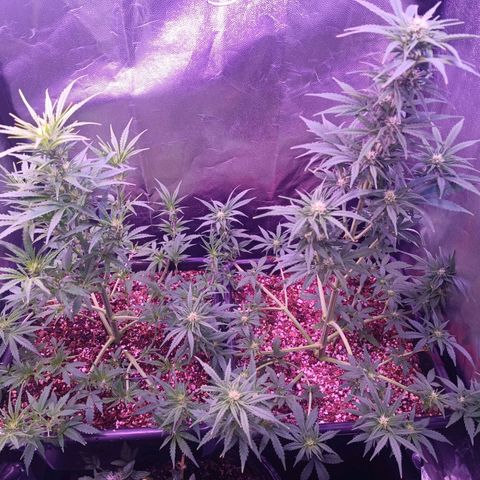 Auto Wembley #2 growlog timeline photo