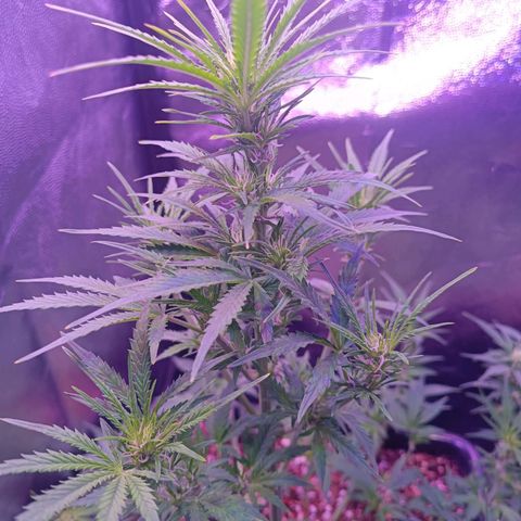 Auto Wembley #2 growlog timeline photo
