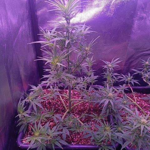 Auto Wembley #2 growlog timeline photo