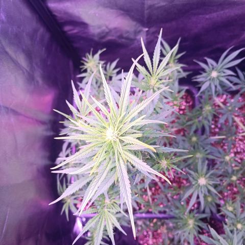 Auto Wembley #2 growlog timeline photo