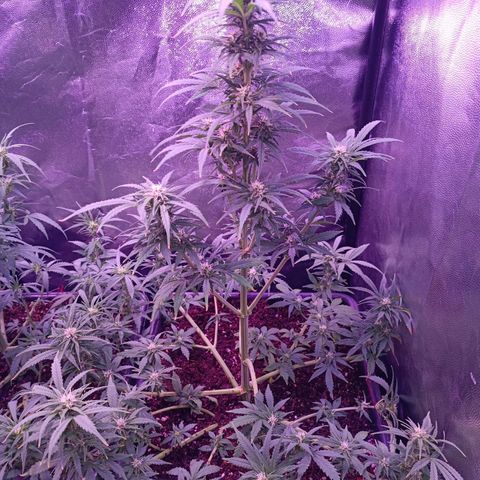 Auto Wembley #1 growlog timeline photo