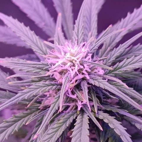 Auto Wembley #1 growlog timeline photo
