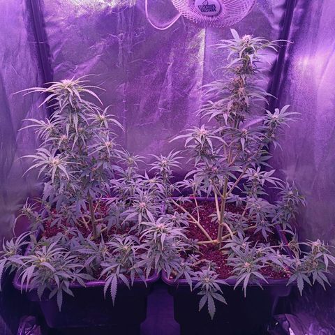 Auto Wembley #1 growlog timeline photo