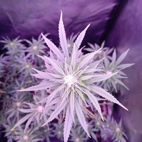 Auto Wembley #1 growlog timeline photo