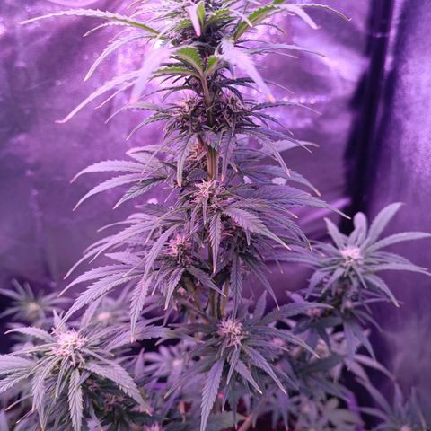 Auto Wembley #1 growlog timeline photo