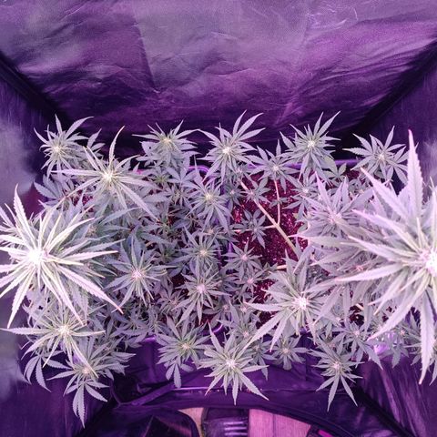 Auto Wembley #1 growlog timeline photo
