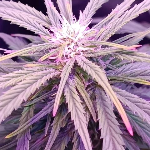 Auto Wembley #2 growlog timeline photo