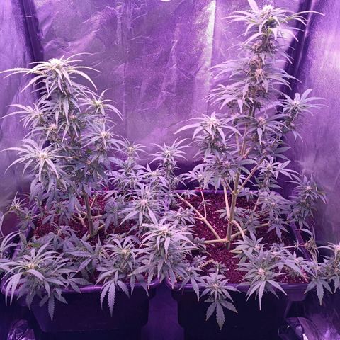 Auto Wembley #2 growlog timeline photo