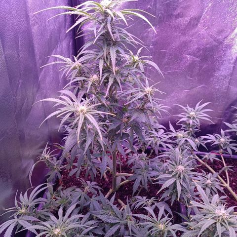 Auto Wembley #2 growlog timeline photo