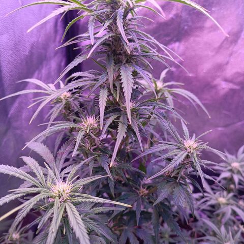 Auto Wembley #2 growlog timeline photo
