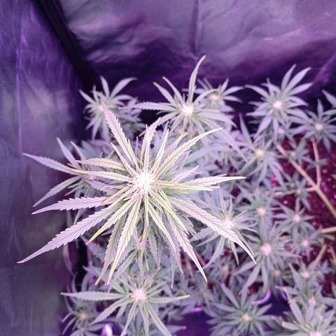Auto Wembley #2 growlog timeline photo